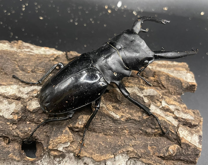 【WD】大型大歯《インターメディアツヤクワガタ 92mm A’品ペア》