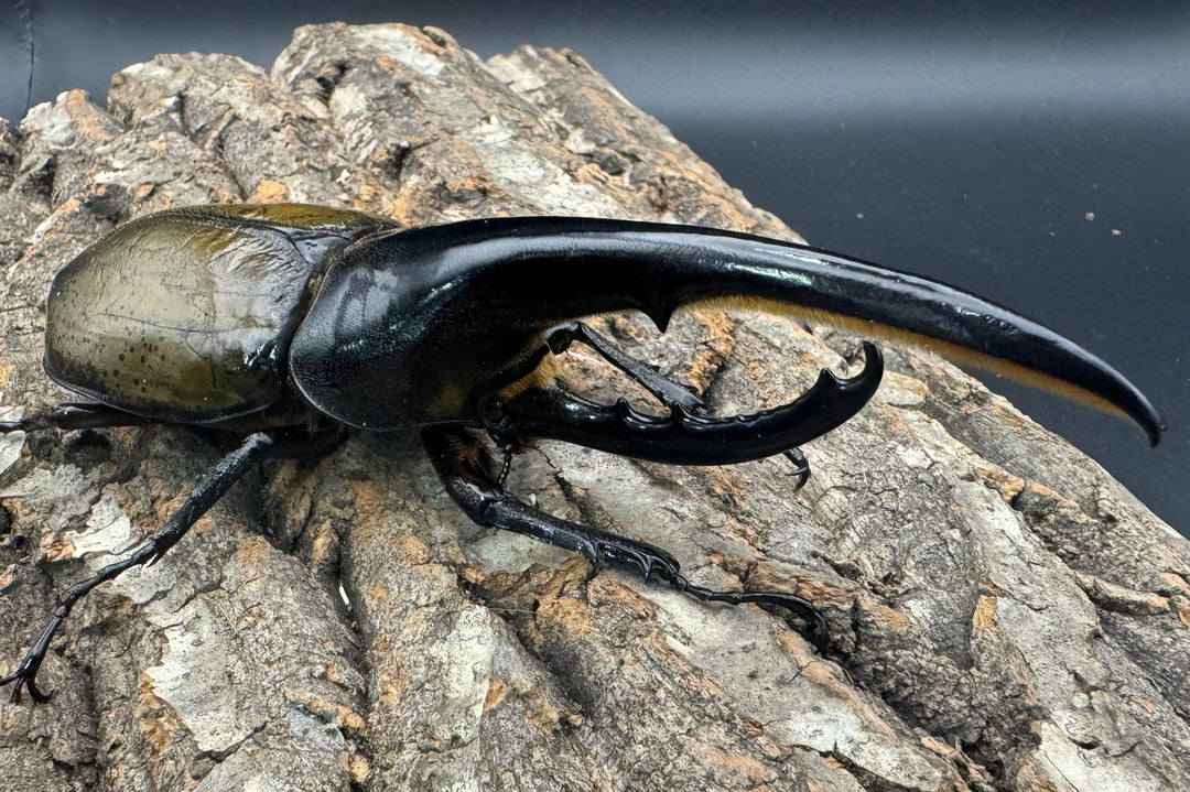 《ヘラクレス・ヘラクレス 146mm ペア》