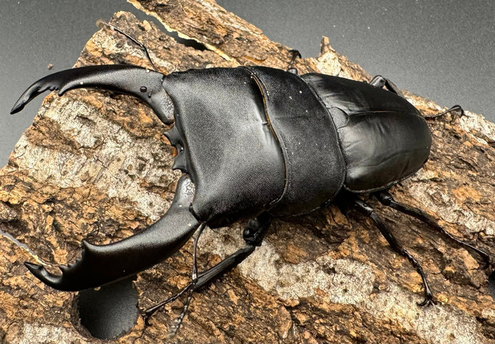 【WD】大型《南カマリネスヒラタ 91mm ペア》