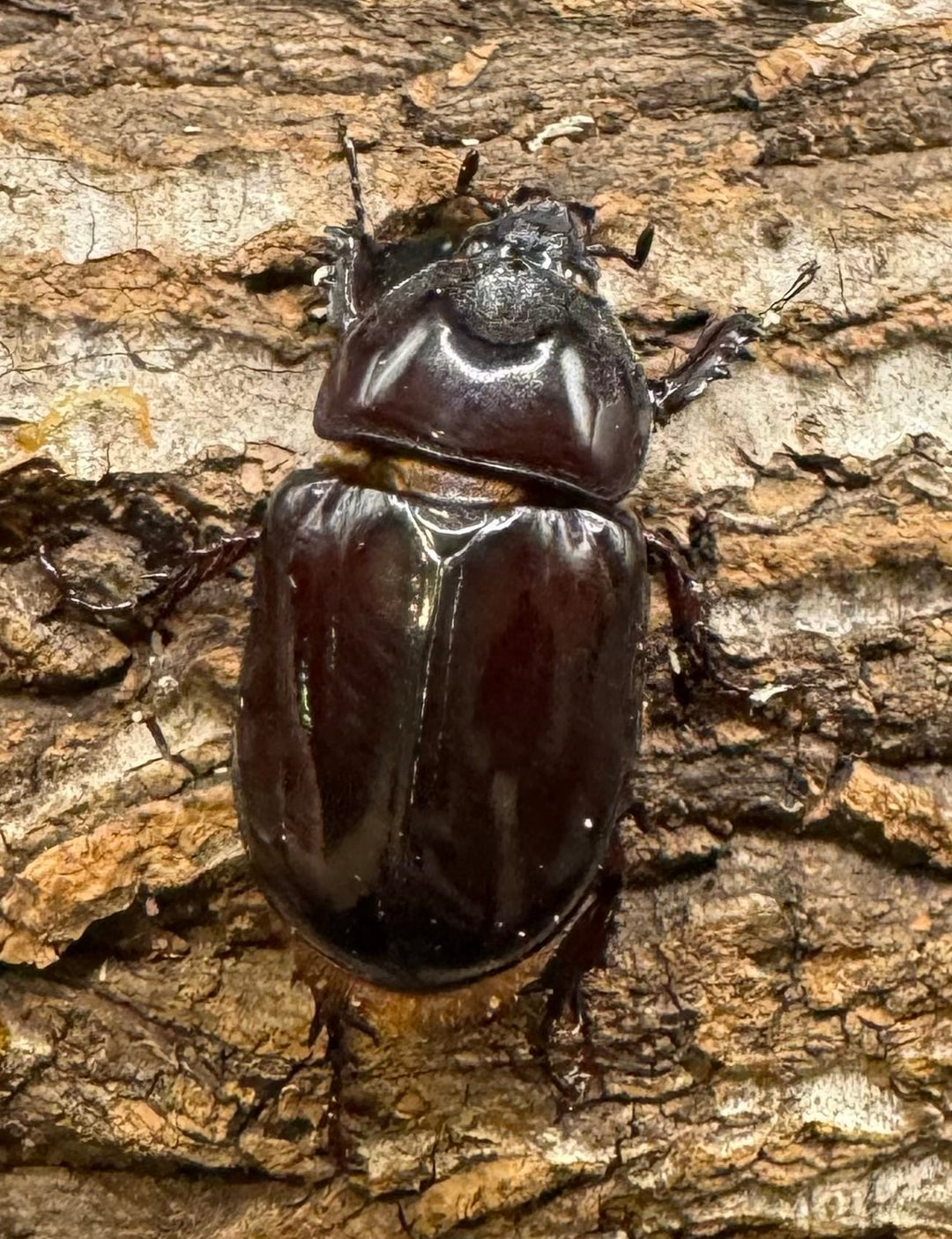 《ロンギチョンペルスミツノカブト Free ペア》