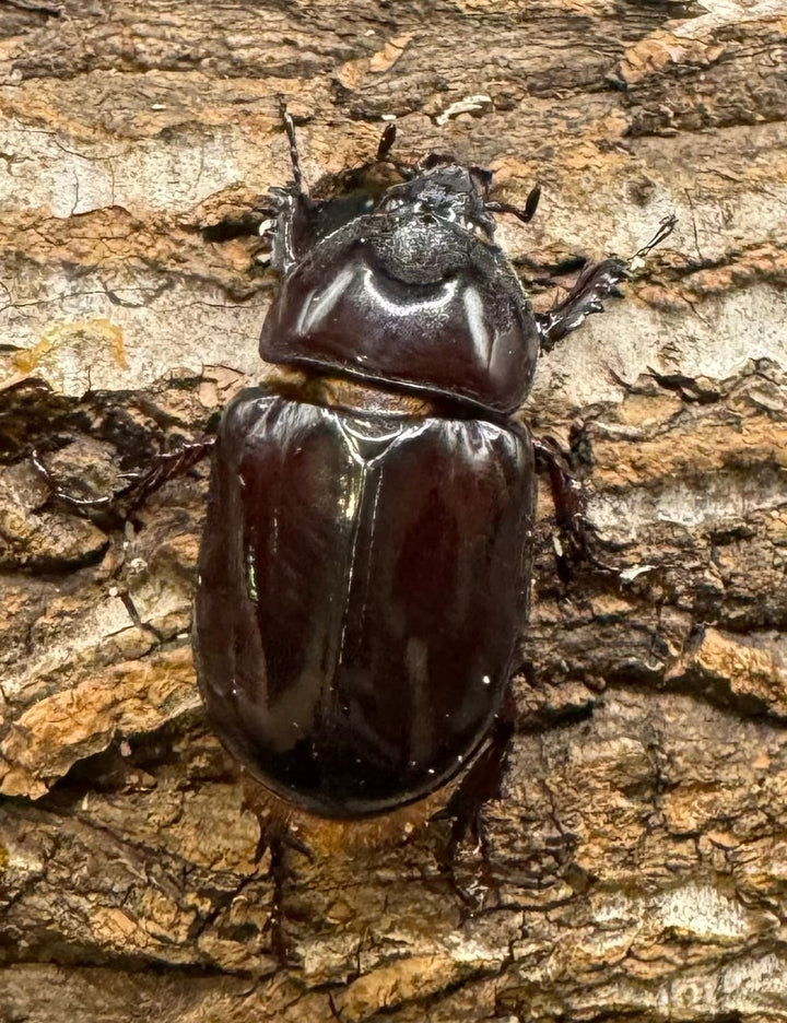 《ロンギチョンペルスミツノカブト Free ペア》