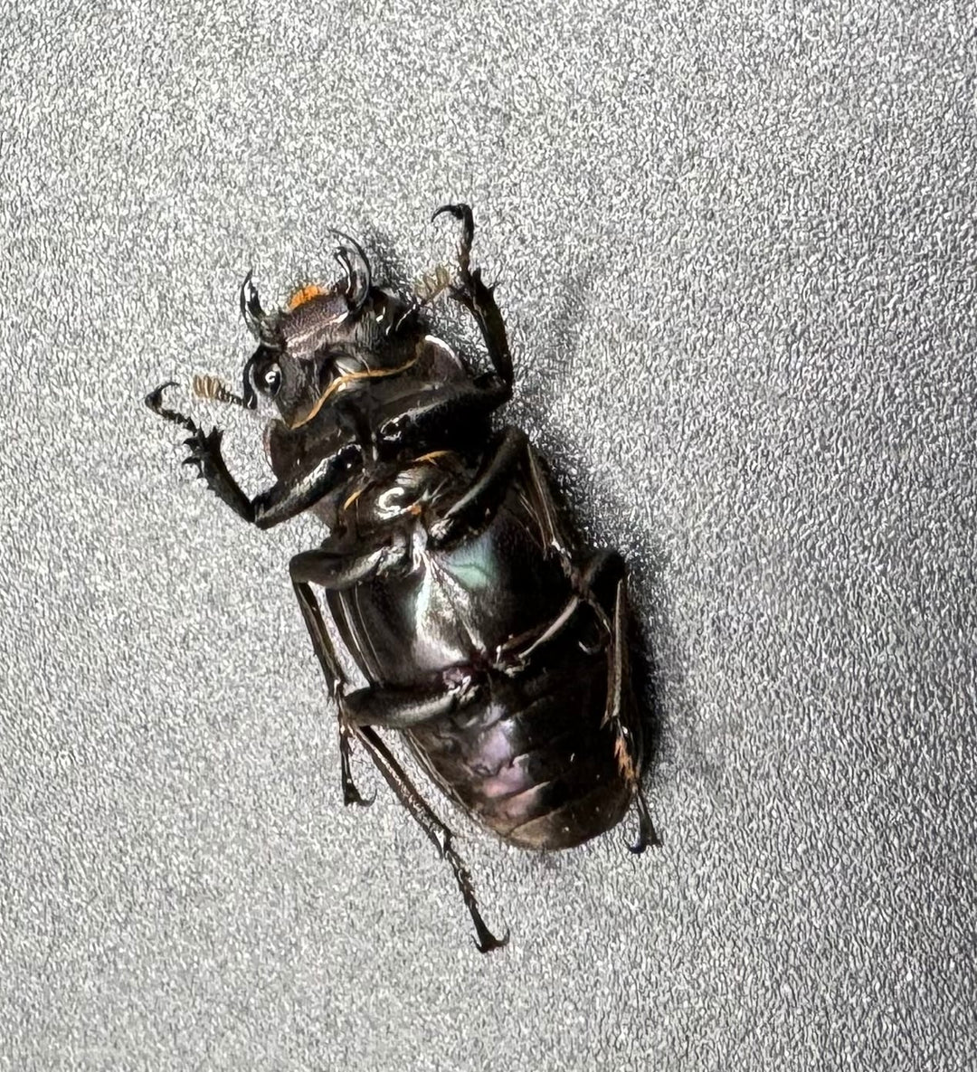 【美麗】《メタリフェルホソアカ 77mm ペア》わたくわ氏ブリード個体