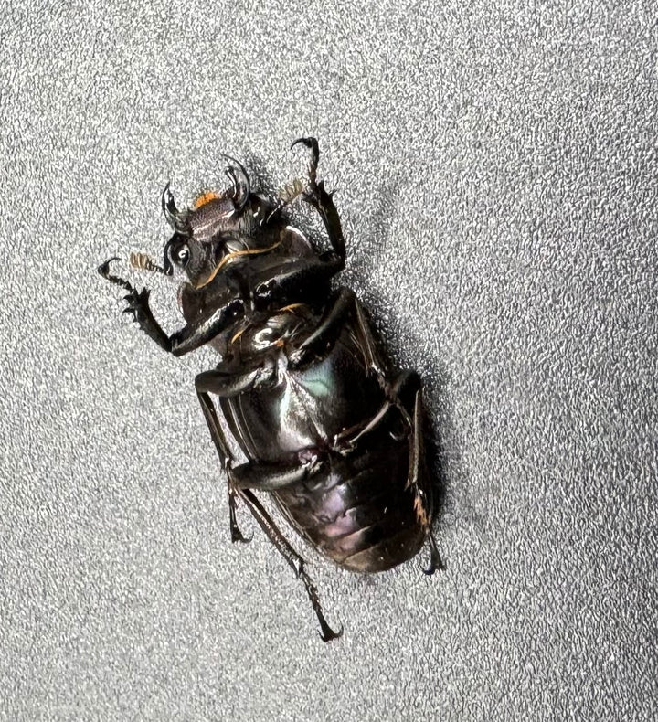 【美麗】《メタリフェルホソアカ 77mm ペア》わたくわ氏ブリード個体