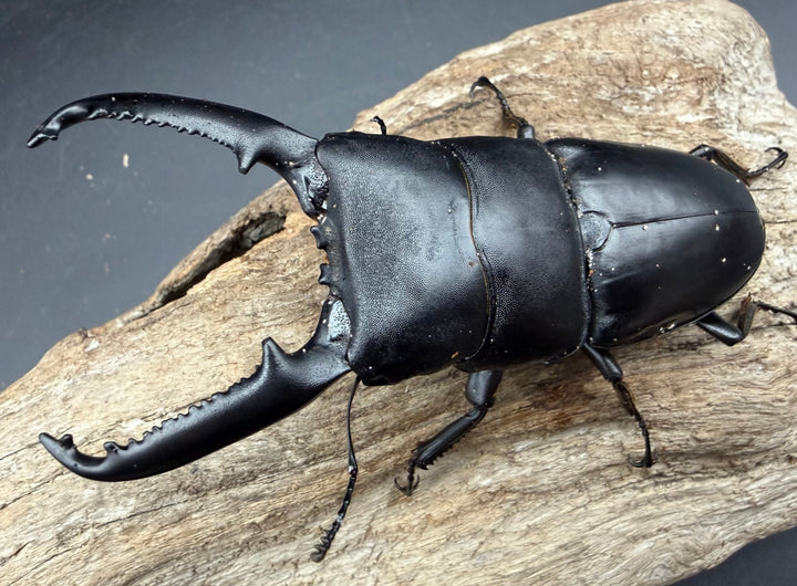 【WD】《パラワンオオヒラタ マンタリンガハン産 97mm ペア》