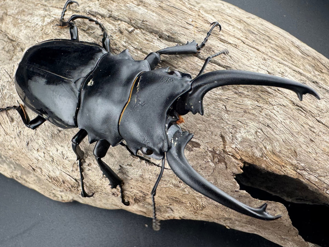 【WD】《ダールマンツヤクワガタ亜種celebensis 82mm ペア》