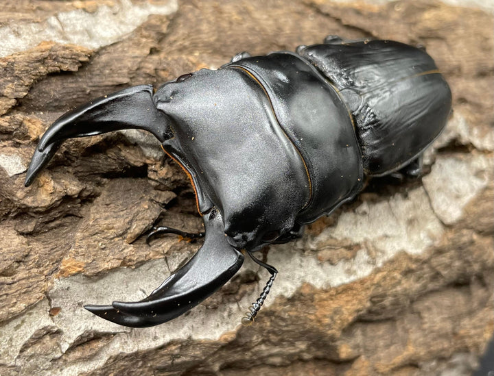 《ホペイオオクワガタ HG血統 75mm ペア》