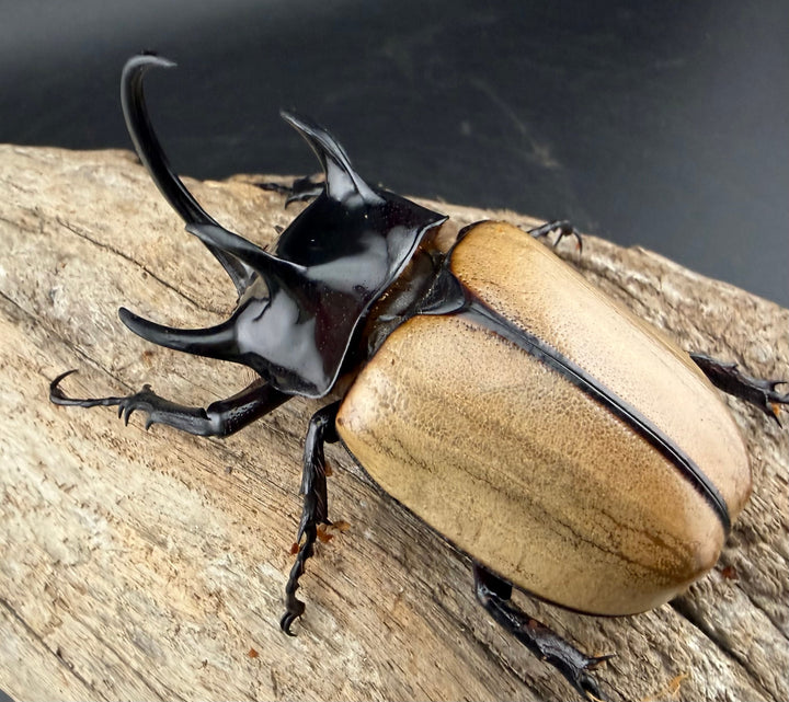 【WD】《ゴホンツノカブト原名亜種 タイ産 76mm ペア》