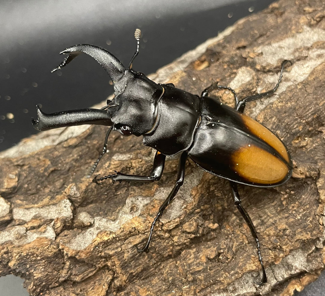 【WD】《パリーフタマタ亜種ディロレイ 65mm ペア》