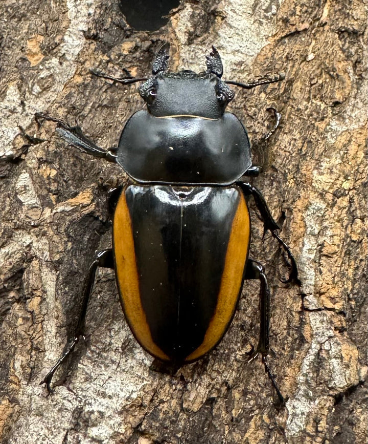 【WD】《スティーブンスツヤ亜種mamaesaensis 71mm ペア》