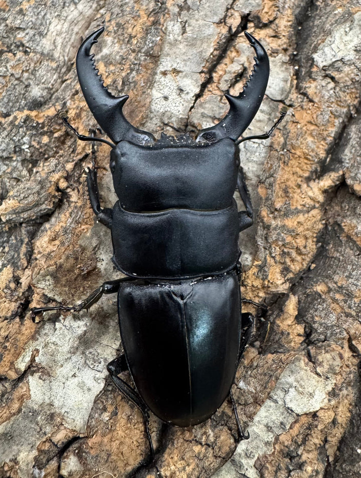 【WF1】《ベトナムヒラタクワガタ 70mm ペア》