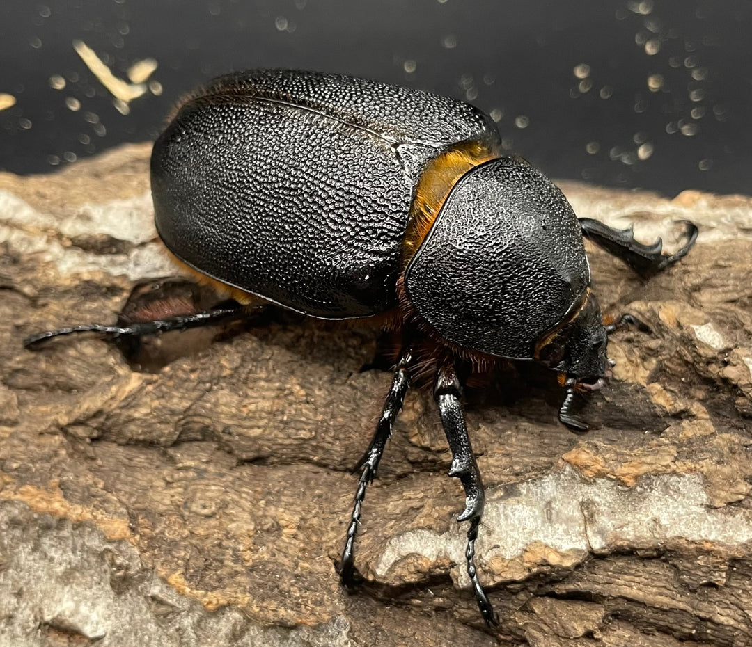 《サタンオオカブト 97mm ペア》