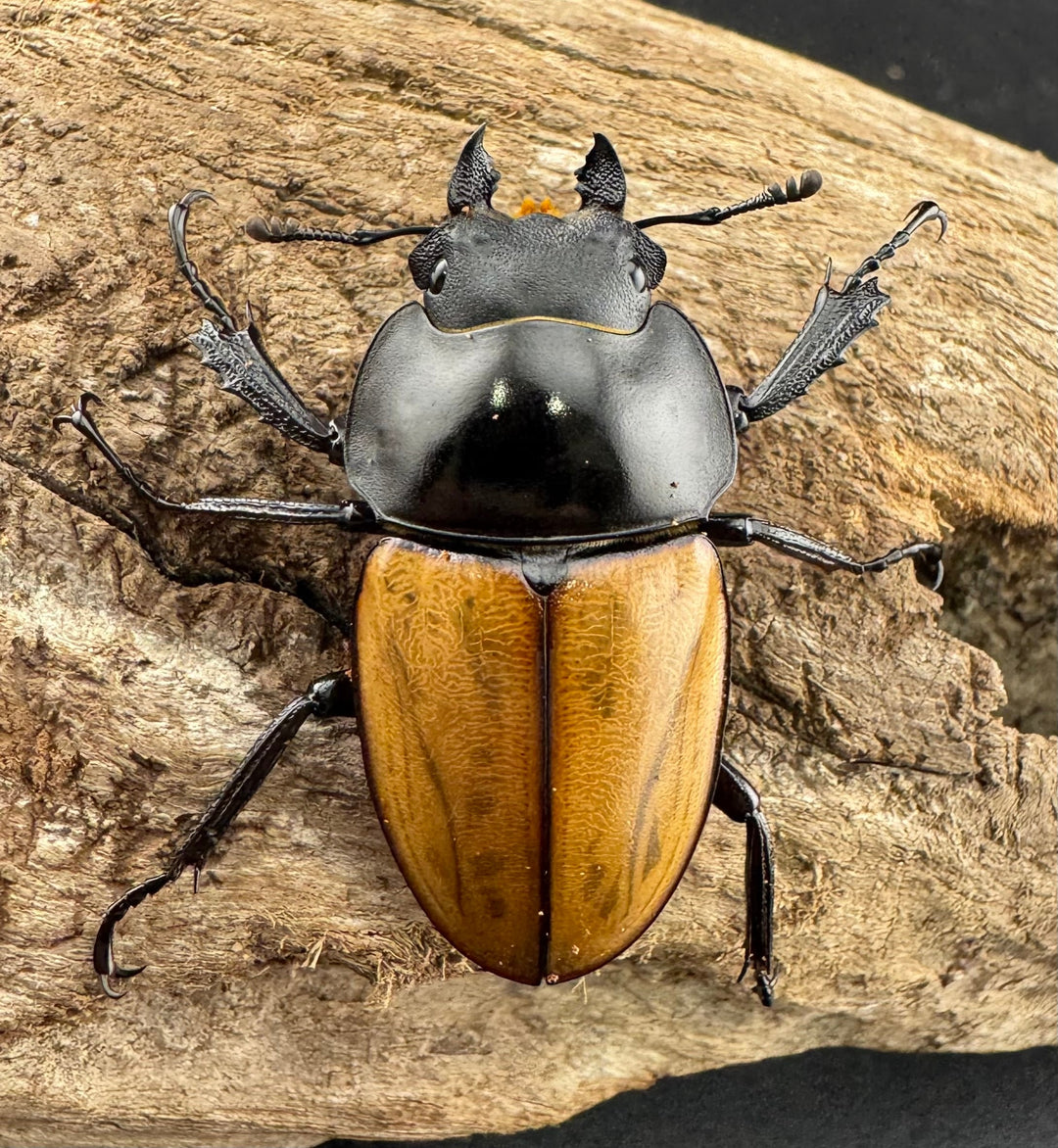 【WD】《ニティドゥスマルバネ亜種lemeei 広西壮族産 39.5mm ペア》