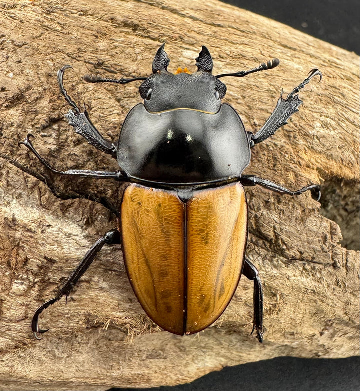 【WD】《ニティドゥスマルバネ亜種lemeei 広西壮族産 39.5mm ペア》