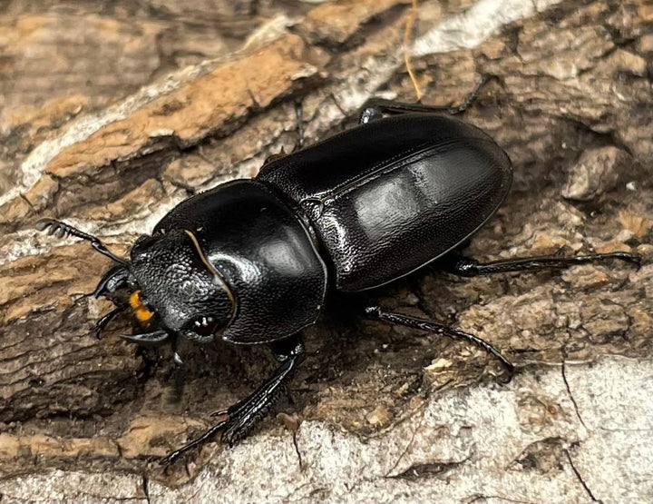 【WD】《グラキリスノコギリヒラタクワガタ 47.5mm ペア》