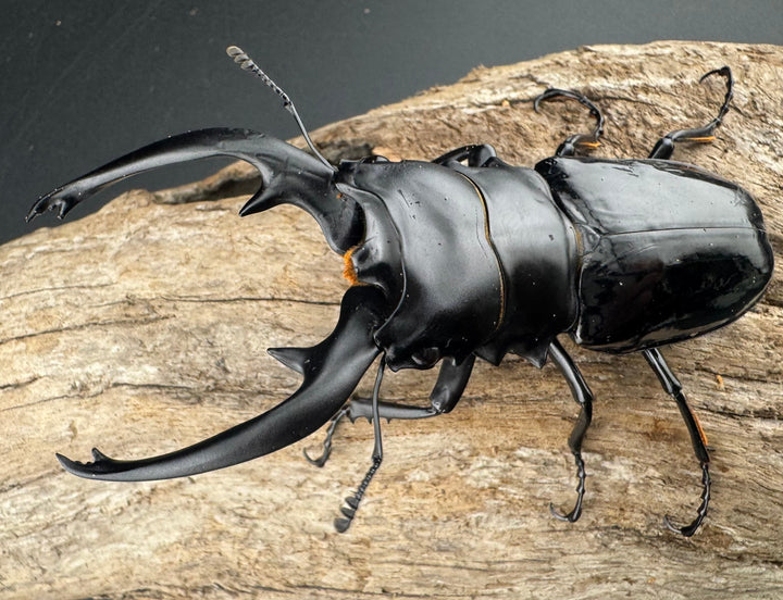 【WD】《インターメディアツヤクワガタ ネグロス島産 96.5mm ペア》