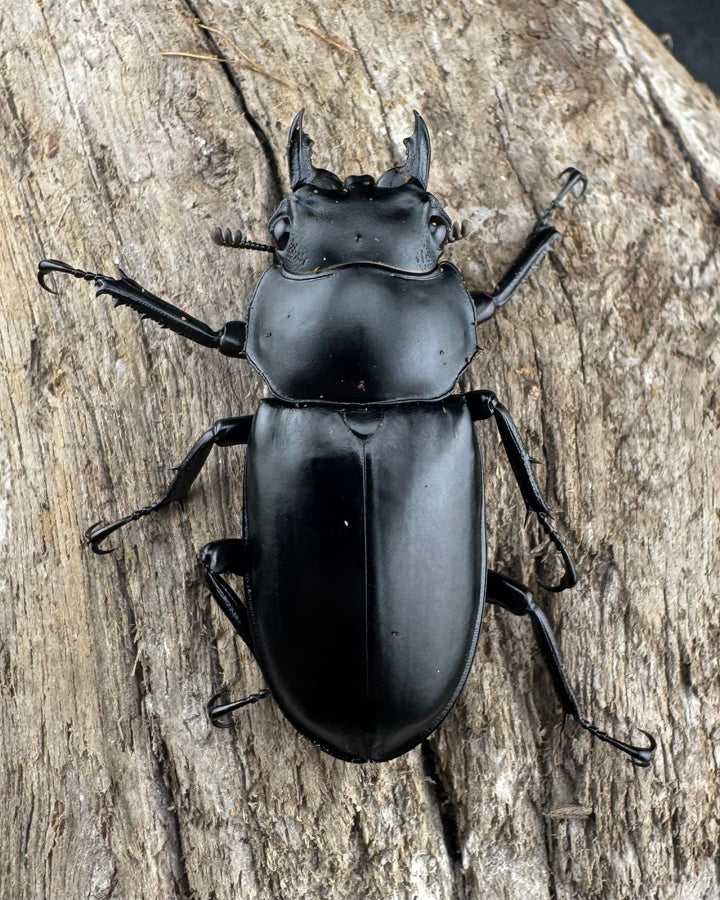 【WD】《ウエストウッディ亜種カズミアエ 雲南省産 64mm ペア》