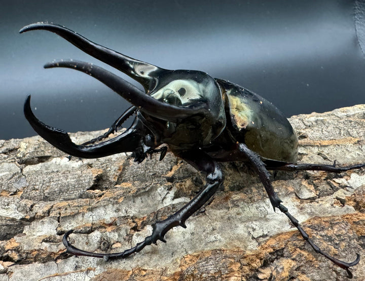 【WD】《ミンダナオアトラスオオカブト 95mm ♂単》