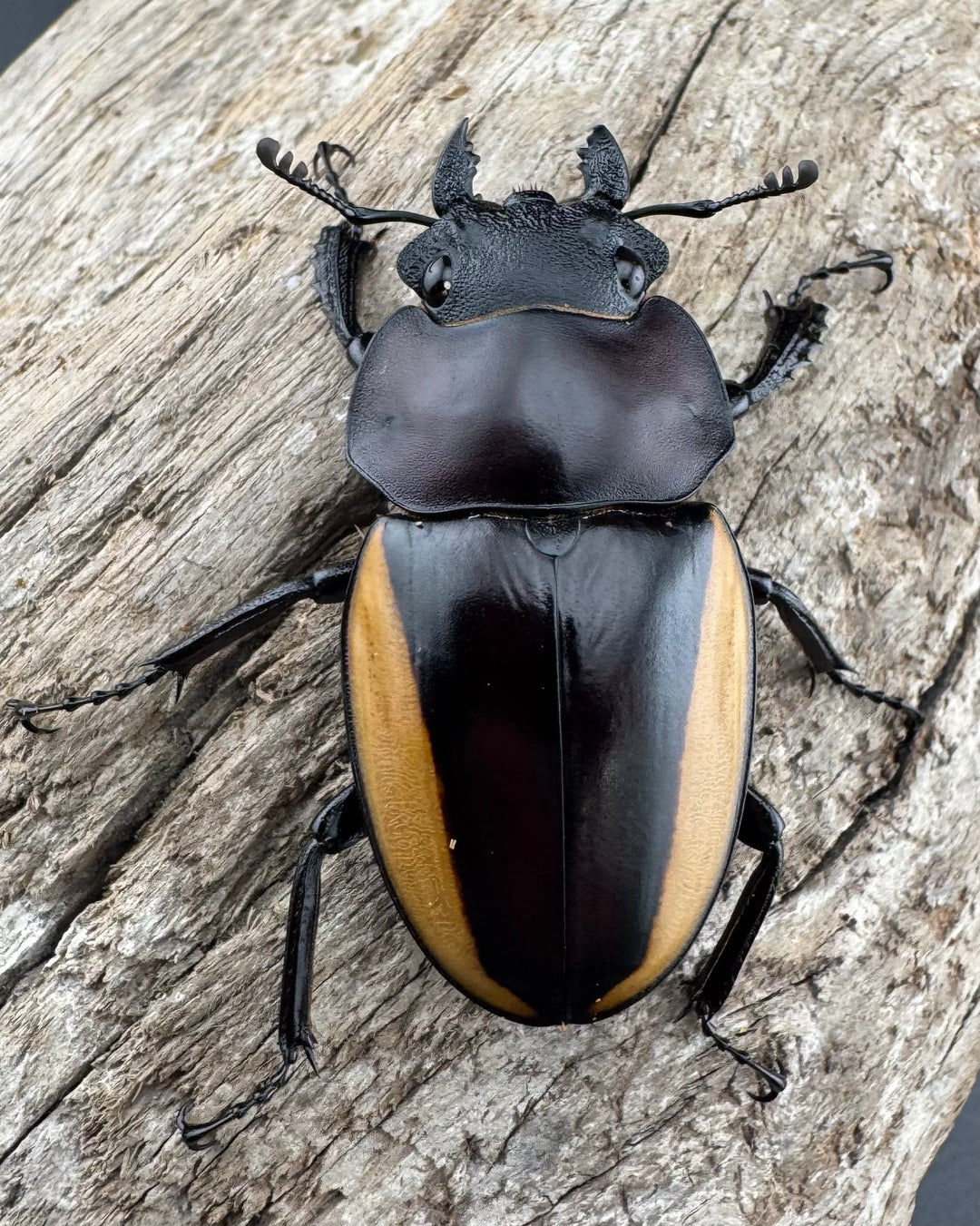 【WD】《スチーブンスツヤ亜種duivenbodei 大歯 74.5mm ペア》