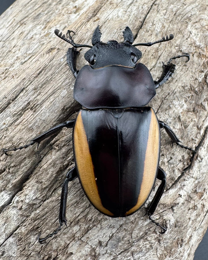 【WD】《スチーブンスツヤ亜種duivenbodei 大歯 74.5mm ペア》