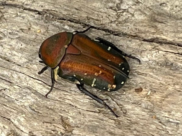 《ペテロビッツホソコハナムグリ Free ペア》