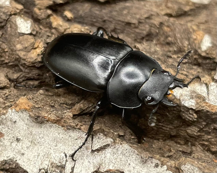 【WD】貴重種《ポレクトゥスノコギリクワガタ 47.5mmUP ペア B品》