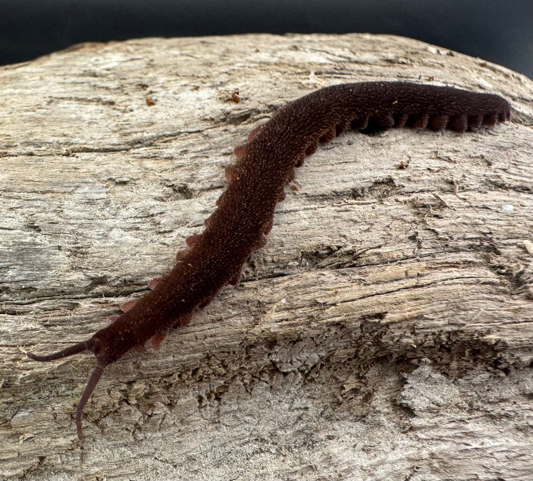 【WC】《トトロカギムシ 亜成体～成体》