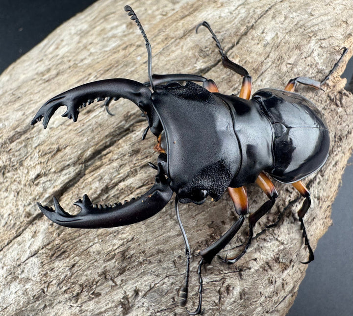 【WD】《インペリアリスツヤ亜種komorii バタラザ産 62mm ペア》