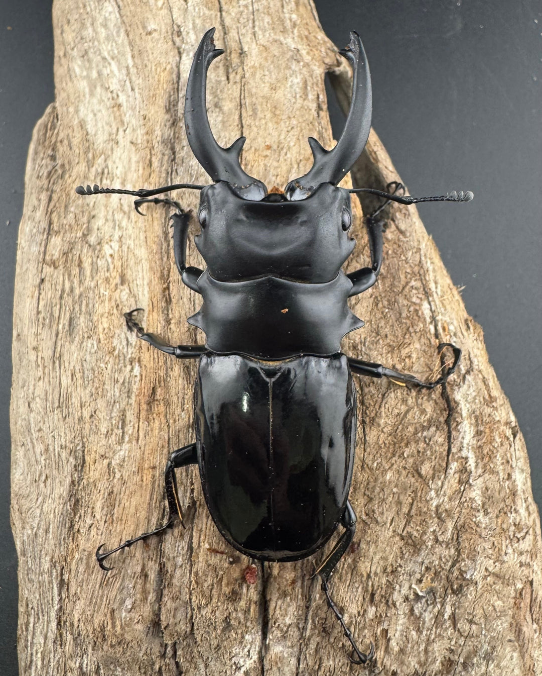 【WD】《ルディカツヤクワガタ 79mm ペア》