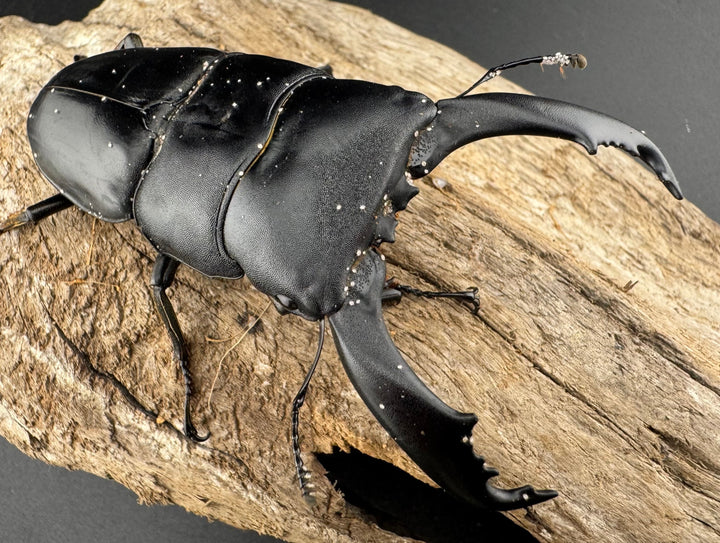 【WD】《ブルーダンヒラタクワガタ 88mm ペア》