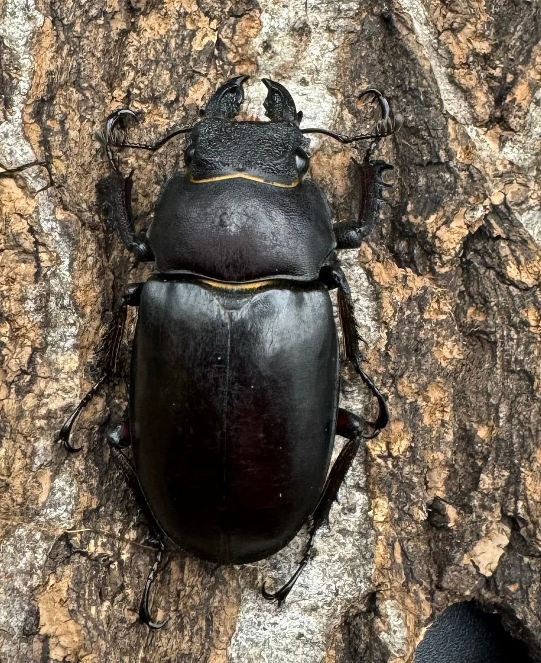 【WD】《フライミヤマクワガタ 56mm ペア》