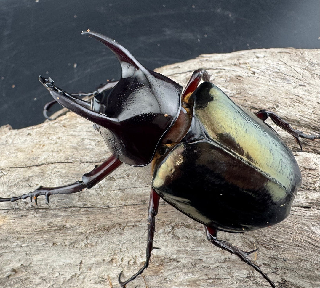 【WD】《ジャワコーカサスオオカブト 68mm B品ペア》