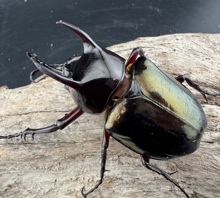 【WD】《ジャワコーカサスオオカブト 68mm B品ペア》