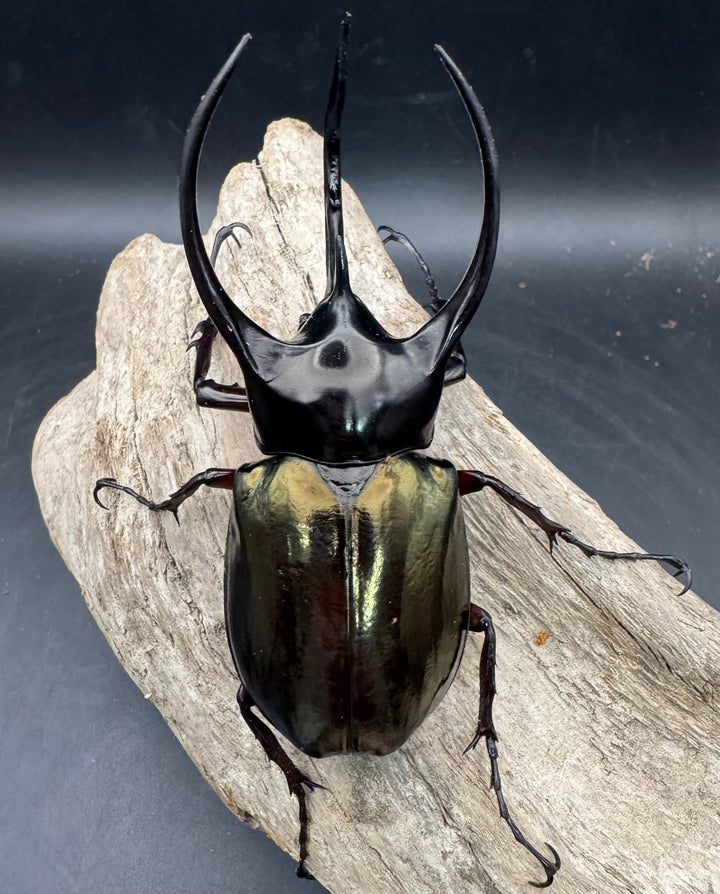 【WD】《ジャワコーカサスオオカブト 101mm ペア》