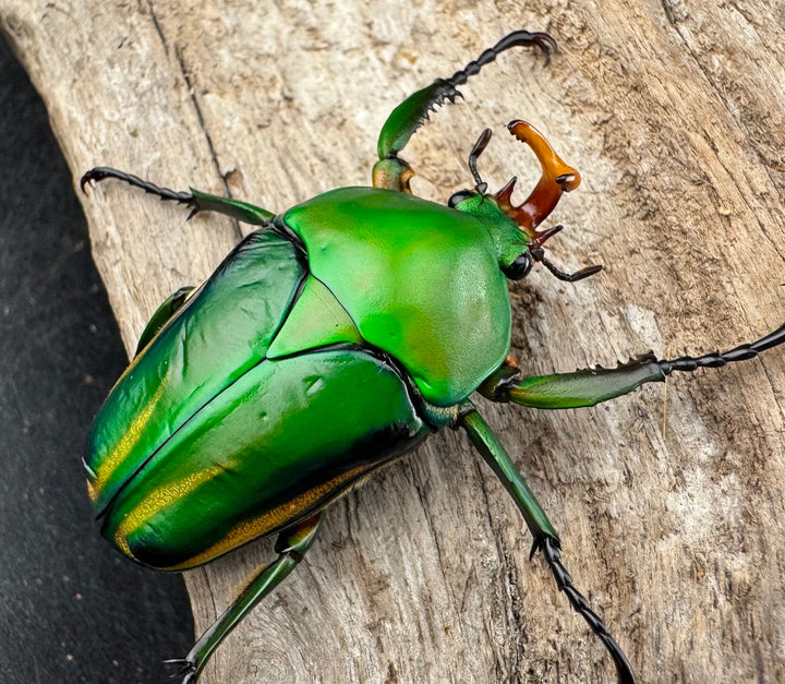《シュルツサスマタカナブン（モルガンサスマタカナブン）Free ペア》