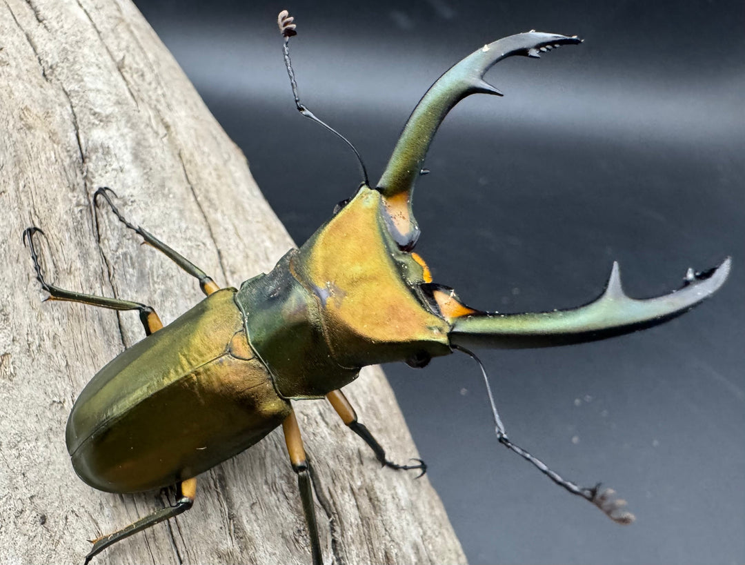 【美麗】《エラフスホソアカ 65mm ペア》