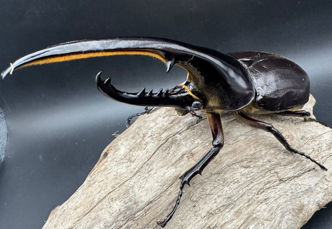 《ヘラクレス・ヘラクレス 144mm ペア》