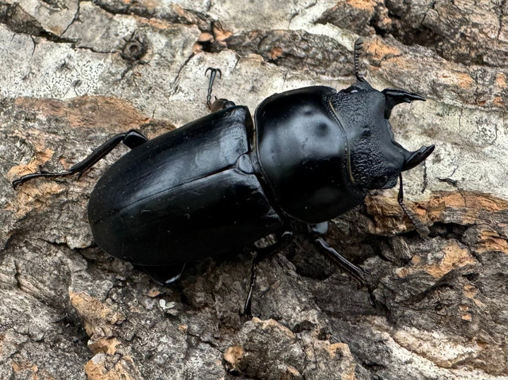 【WD】《ネパレンシス ssp. チベット産 ♀単B品》