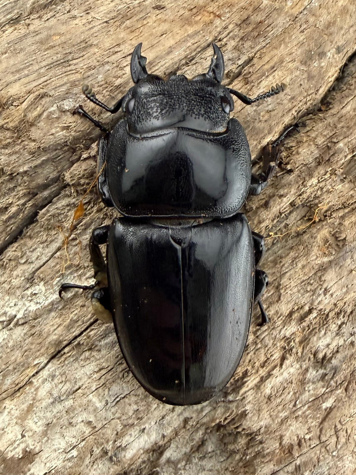 【WD】《パラワンオオヒラタ ガントン産 98mm ペア》