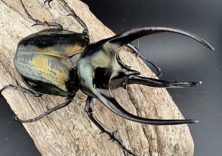 【WD】《ミンダナオアトラスオオカブト マラグサン産 99mm ペア》