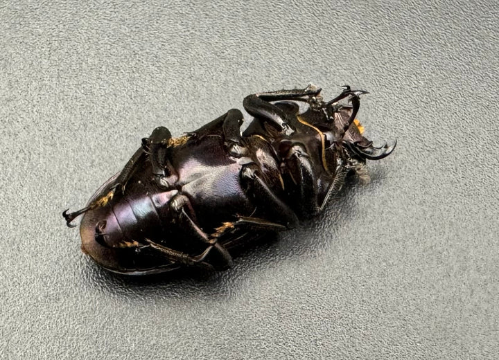 【美麗】即ブリ《メタリフェルホソアカ 75mm ペア》わたくわ氏ブリード個体