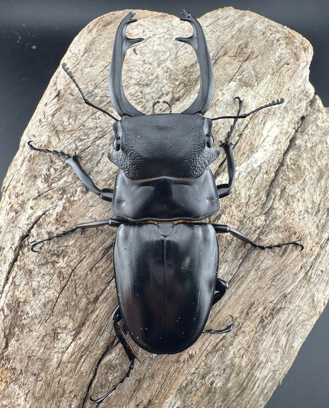 【WD】《スチーブンスツヤ原名亜種 76mm ペア》