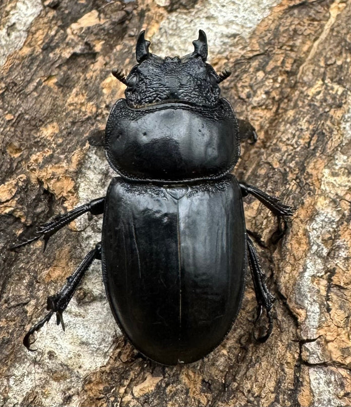 【WD】《ティアンムニセヒタラ 29.5mm ♂♀♀トリオ》