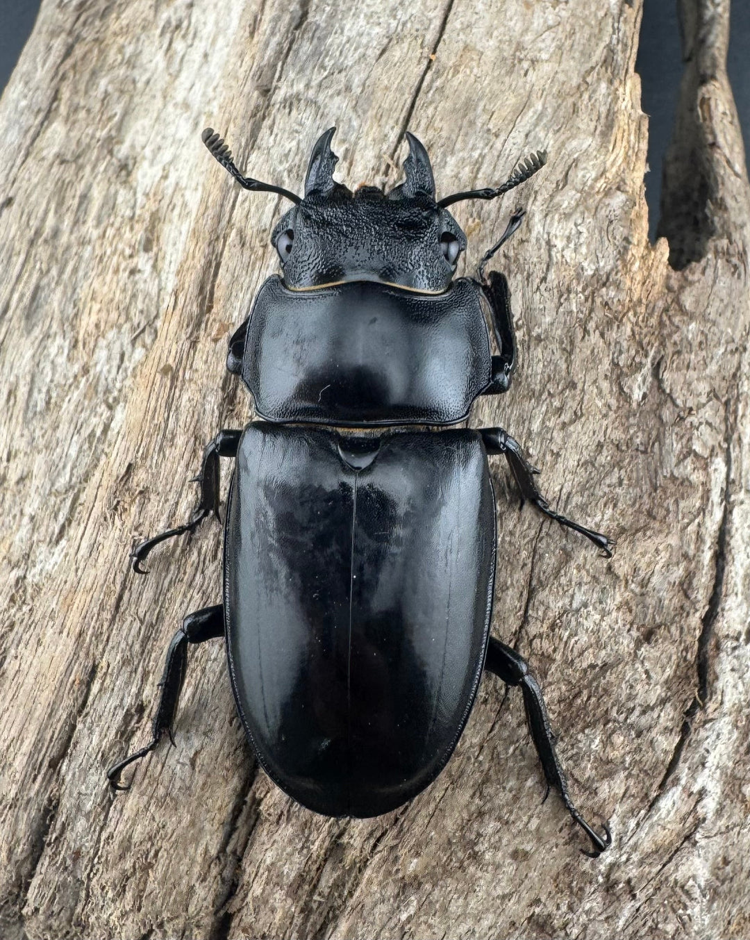 【WD】《セアカフタマタ（パリーフタマタ） 87mm ペア》