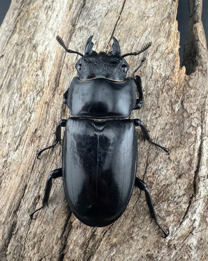 【WD】《セアカフタマタ（パリーフタマタ） 87mm ペア》