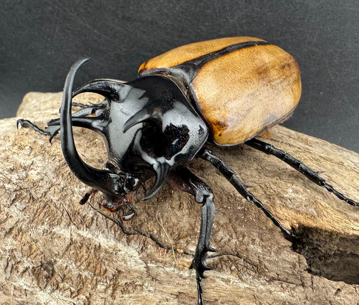 【WD】《ゴホンツノカブト原名亜種 ラオス産 76mm ペア》