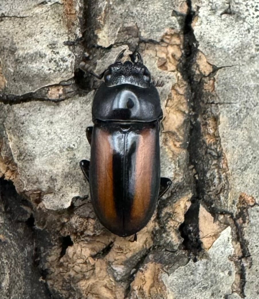 【WD】《エレガントゥルスコクワ原名亜種 Free ペア》