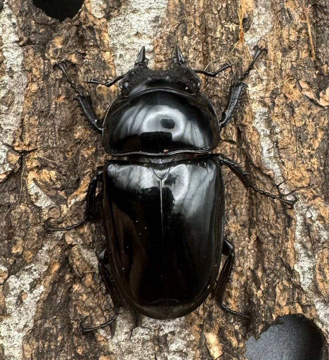 《タランドゥスオオツヤクワガタ 68mm ペア》