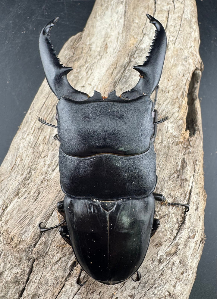 【赤目】《パラワンオオヒラタクワガタ レッドアイ 98mm ペア》