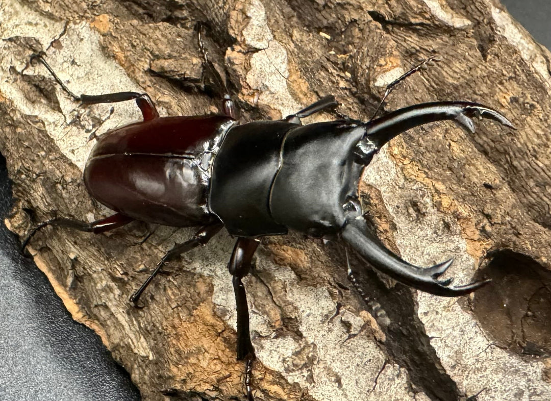 《ハイチュヌスコクワ 貴州省産 49mm ペア》