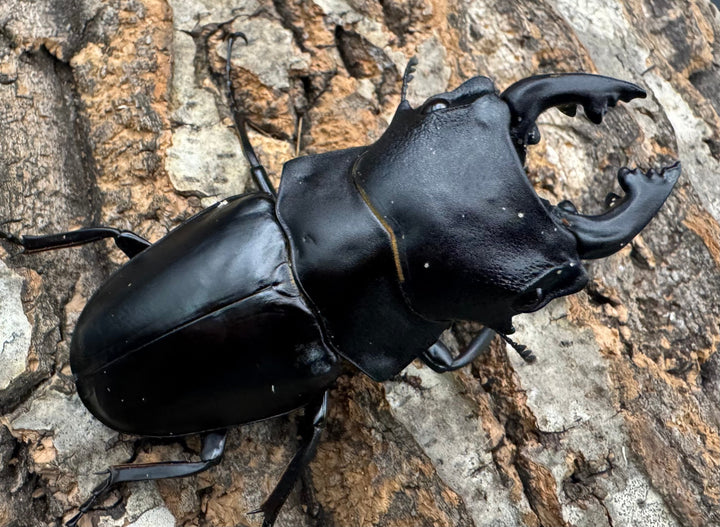 【WD】《スティーブンスツヤクワガタ原名亜種 73mm B品ペア》